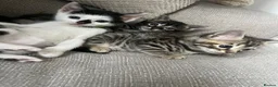 Bengal cats for sale: beautiful litter ready to leave 21st may - Advert 2