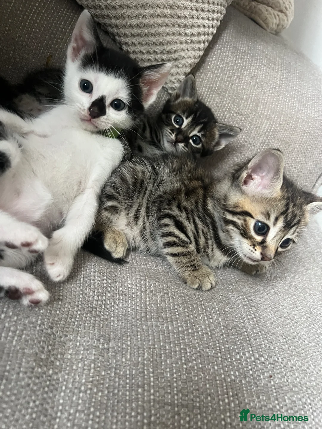 Bengal cats for sale: beautiful litter ready to leave 21st may - Advert 2
