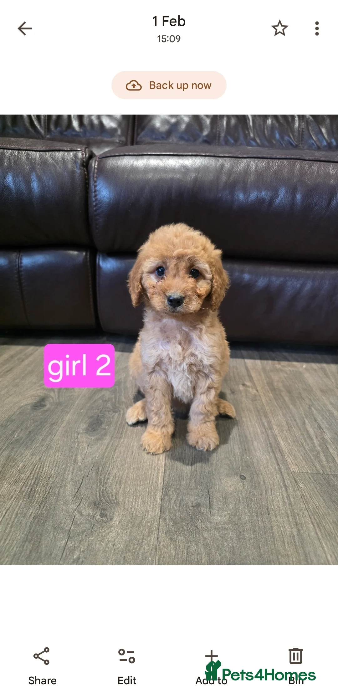 Cockapoo dogs for sale: Adorable Cockapoo pups ready to go 🐾 - Advert 12