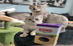 British Shorthair cats for sale: Beautiful British Shorthair Kittens... - Image 36