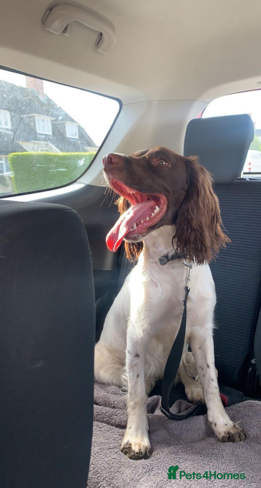 English Springer Spaniel dogs for sale: Pure springer puppies available at the end of Jan! - Advert 2