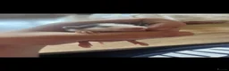 Rat rodents for sale: Baby Dumbo Rats Ready Now - Advert 2
