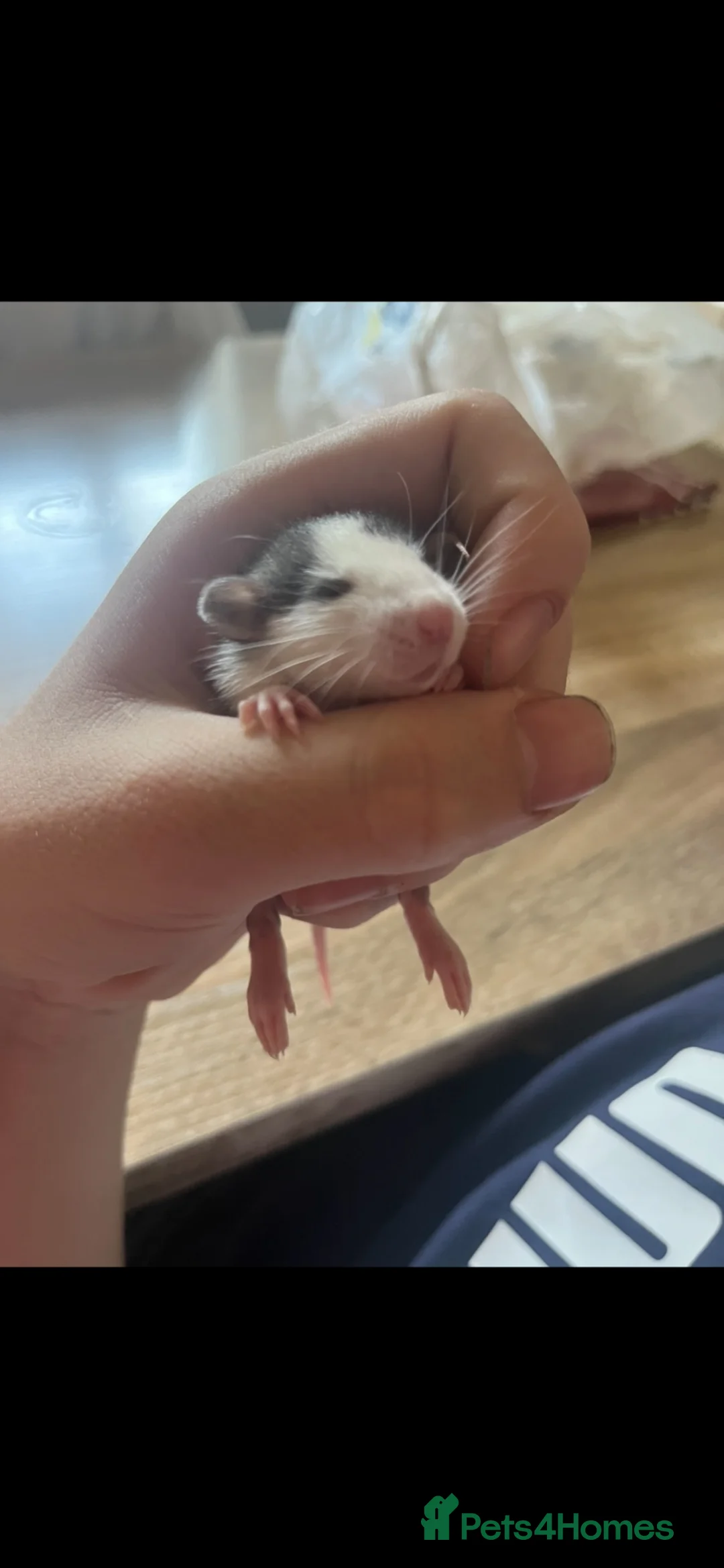 Rat rodents for sale: Baby Dumbo Rats Ready Now - Advert 2