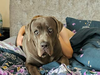 Cane Corso dogs cane corso for stud - Advert 6