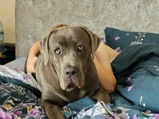 Cane Corso dogs cane corso for stud - Advert 11