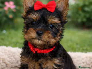 Yorkshire Terrier dogs GIRL True Mini Yorkie READY - Advert 14