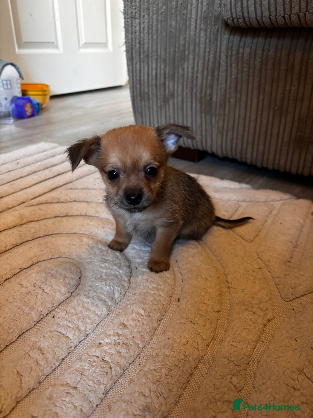 Chorkie dogs for sale: 2 male chorkie puppies for sale - Advert 2