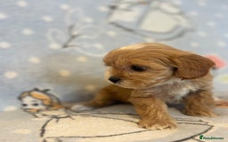 Cavapoo dogs for sale: Beautiful cavapoo pups from family home  - Advert 18