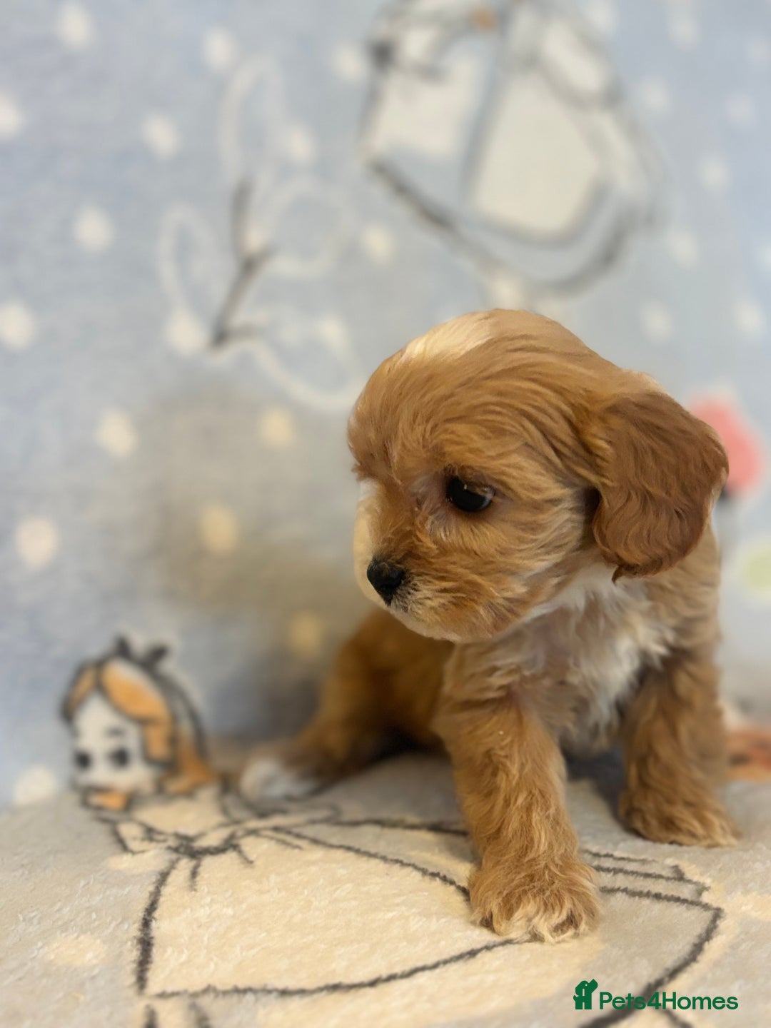 Cavapoo dogs for sale: Beautiful cavapoo pups from family home  - Advert 18
