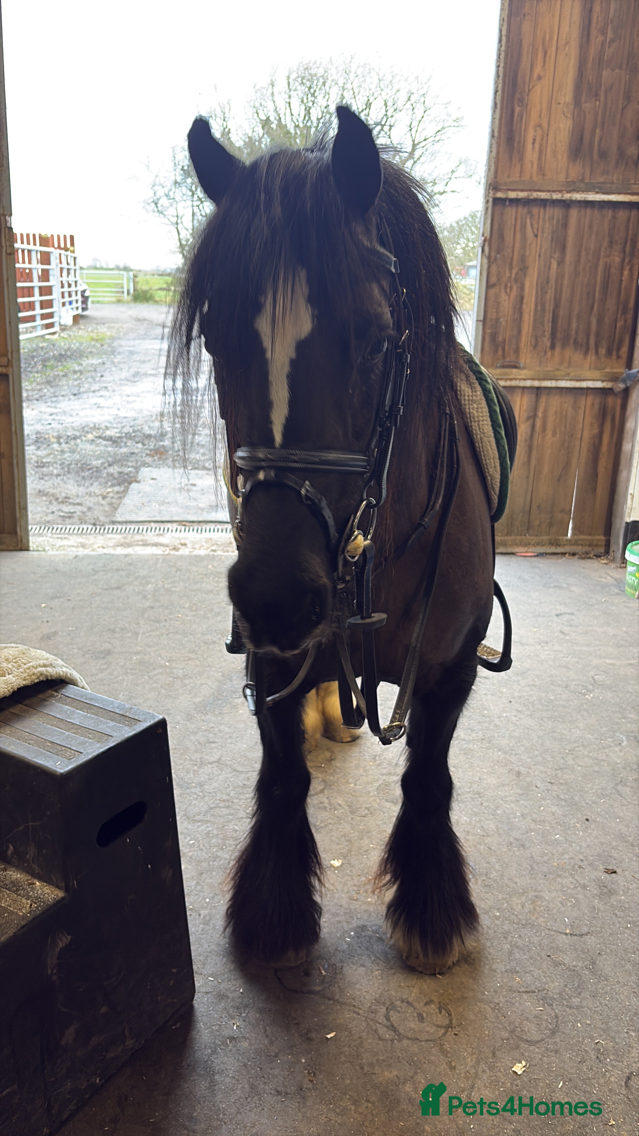 Irish Cob horses Real life black beauty. - Advert 5