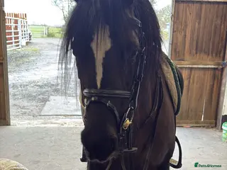 Irish Cob horses Real life black beauty. - Advert 1