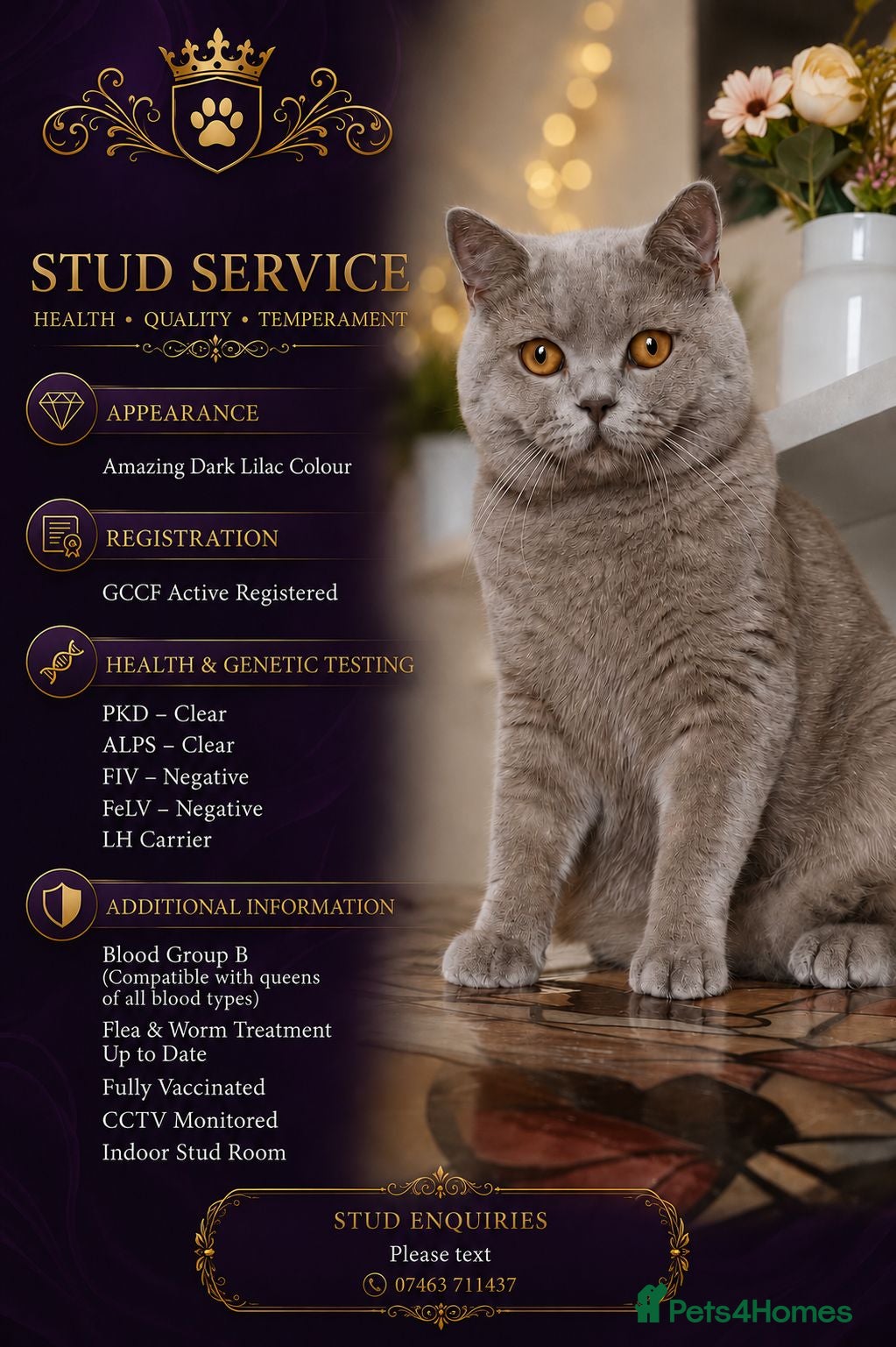 British Shorthair cats GCCF British Shorthair STUD - Advert 1