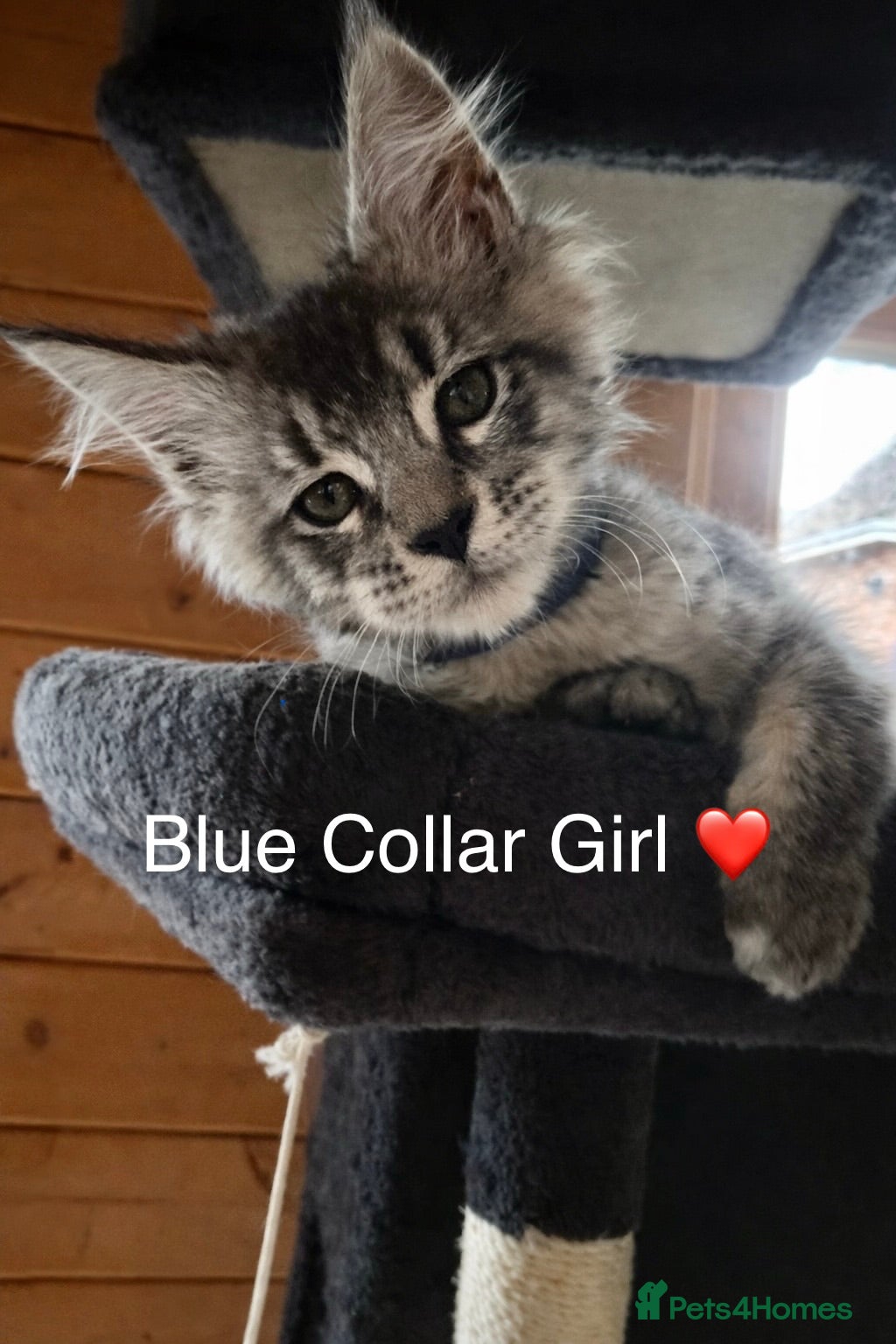 Maine Coon cats GCCF Registered - Grey Smoke Maine Coon Kittens - Advert 2