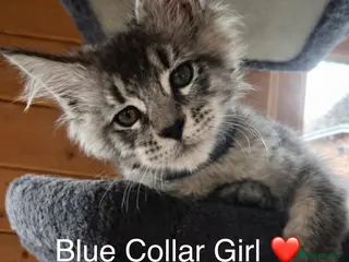 Maine Coon cats GCCF Registered - Grey Smoke Maine Coon Kittens - Advert 2