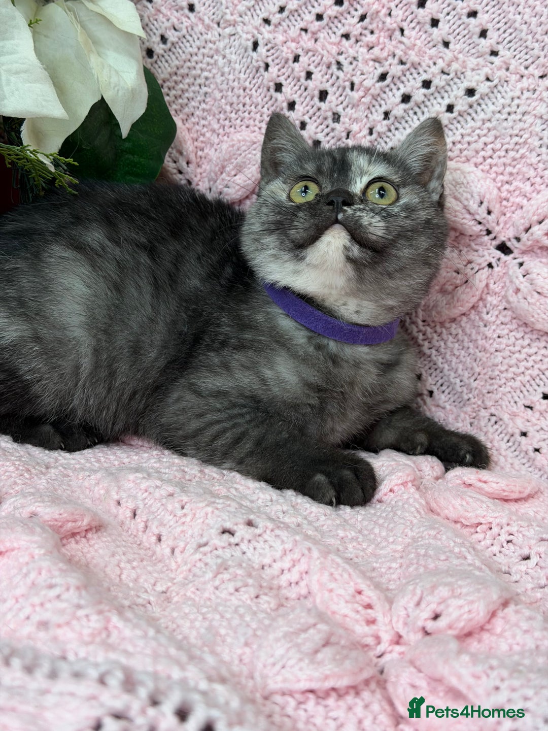 British Shorthair cats for sale: Adorable British sh silver shaded TICA - Advert 7