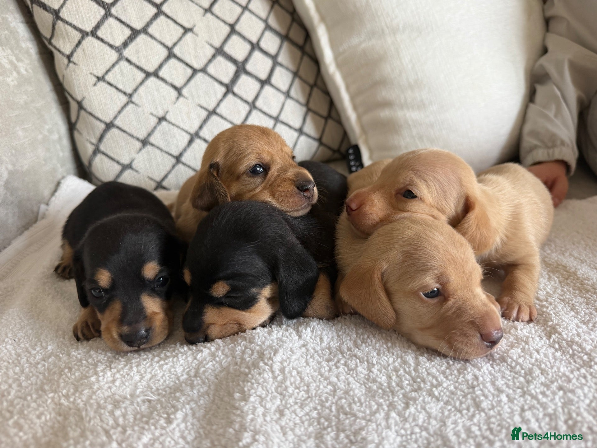 Dachshund dogs Cream dachshund puppies long hair  - Advert 1