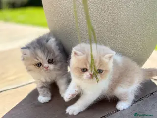Exotic cats Exotic kittens two female - Advert 6