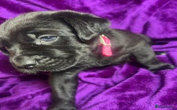 Mixed Breed dogs for sale: Cane Corso × Rottweiler/Bordeaux Puppies All Girls - Image 12