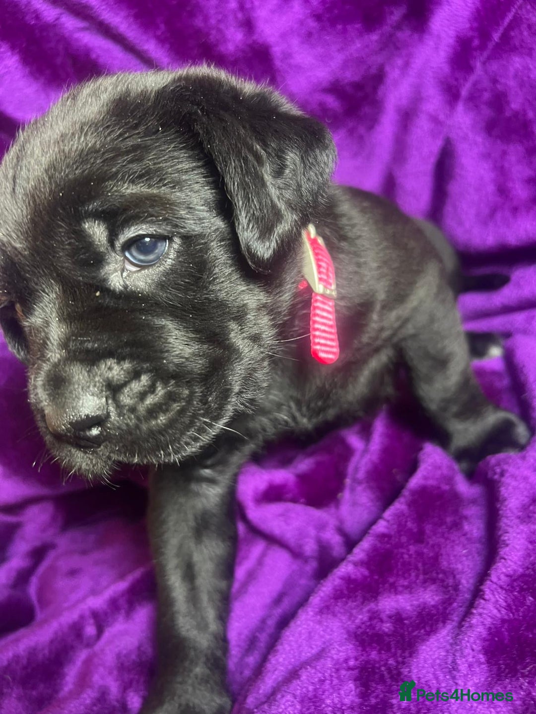 Mixed Breed dogs for sale: Cane Corso × Rottweiler/Bordeaux Puppies All Girls - Image 12