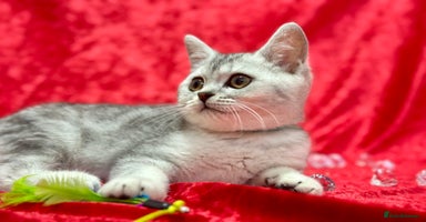 British Shorthair cats - Advert 16