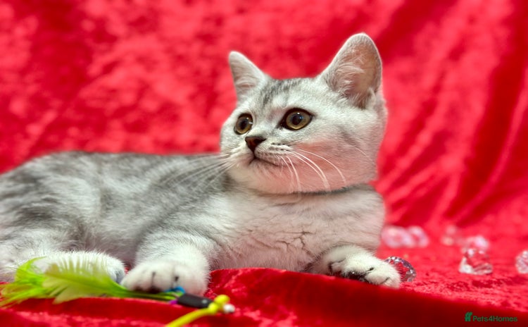 British Shorthair cats - Advert 3