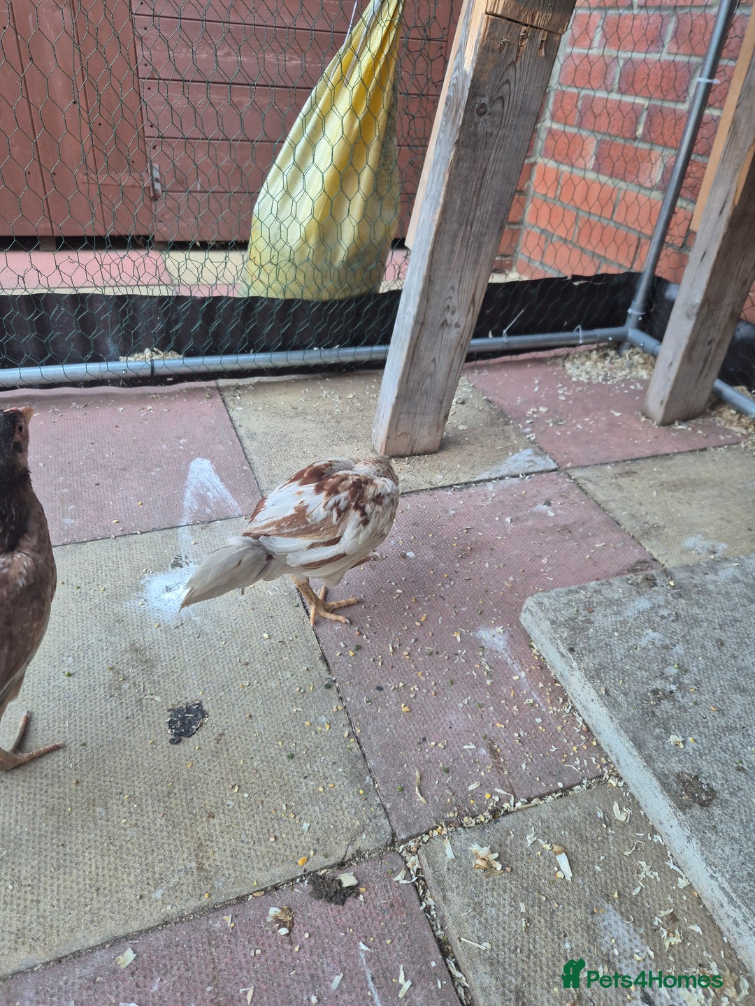 Chickens poultry for sale: Hint hen and 2 brazil chicks - Image 8
