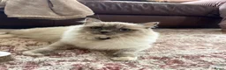 Ragdoll cats for sale: Beautiful Pure-bred Ragdoll Kittens  - Advert 19