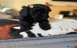 Cockapoo dogs for sale: Cockapoo puppy  - Image 4