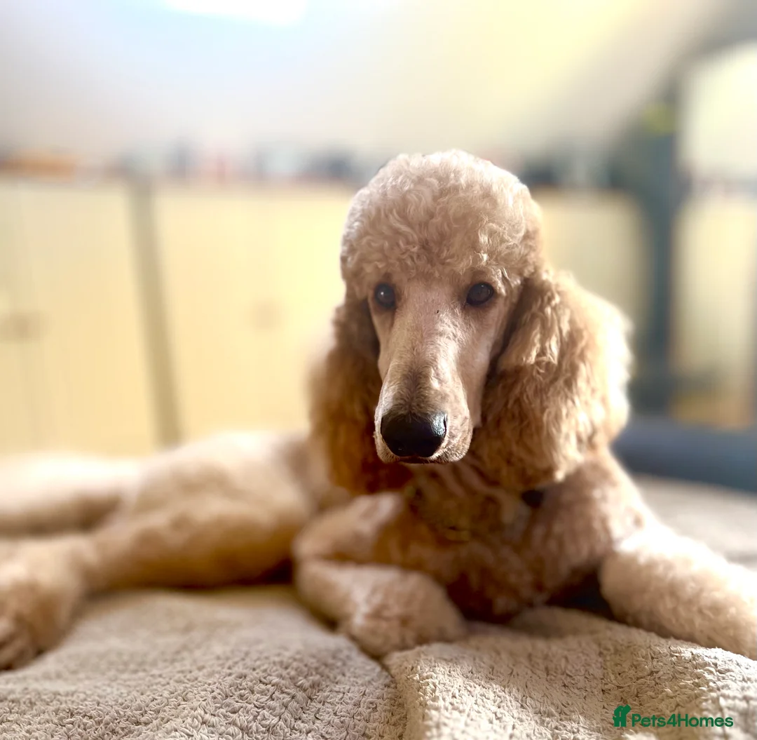 Golden Retriever dogs for stud: KC STANDARD POODLE STUD DNA & HIP SCORED  in Welshpool - Advert 6
