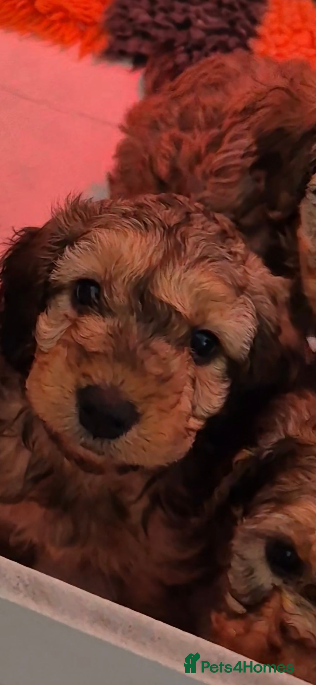 Cockapoo dogs F1B COCKAPOO PUPS (2 MALES LEFT  - Advert 13