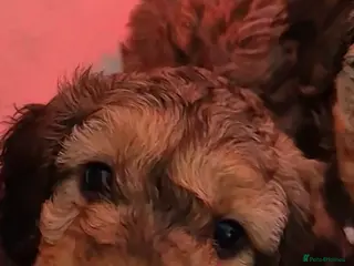 Cockapoo dogs F1B COCKAPOO PUPS (2 MALES LEFT - Advert 13