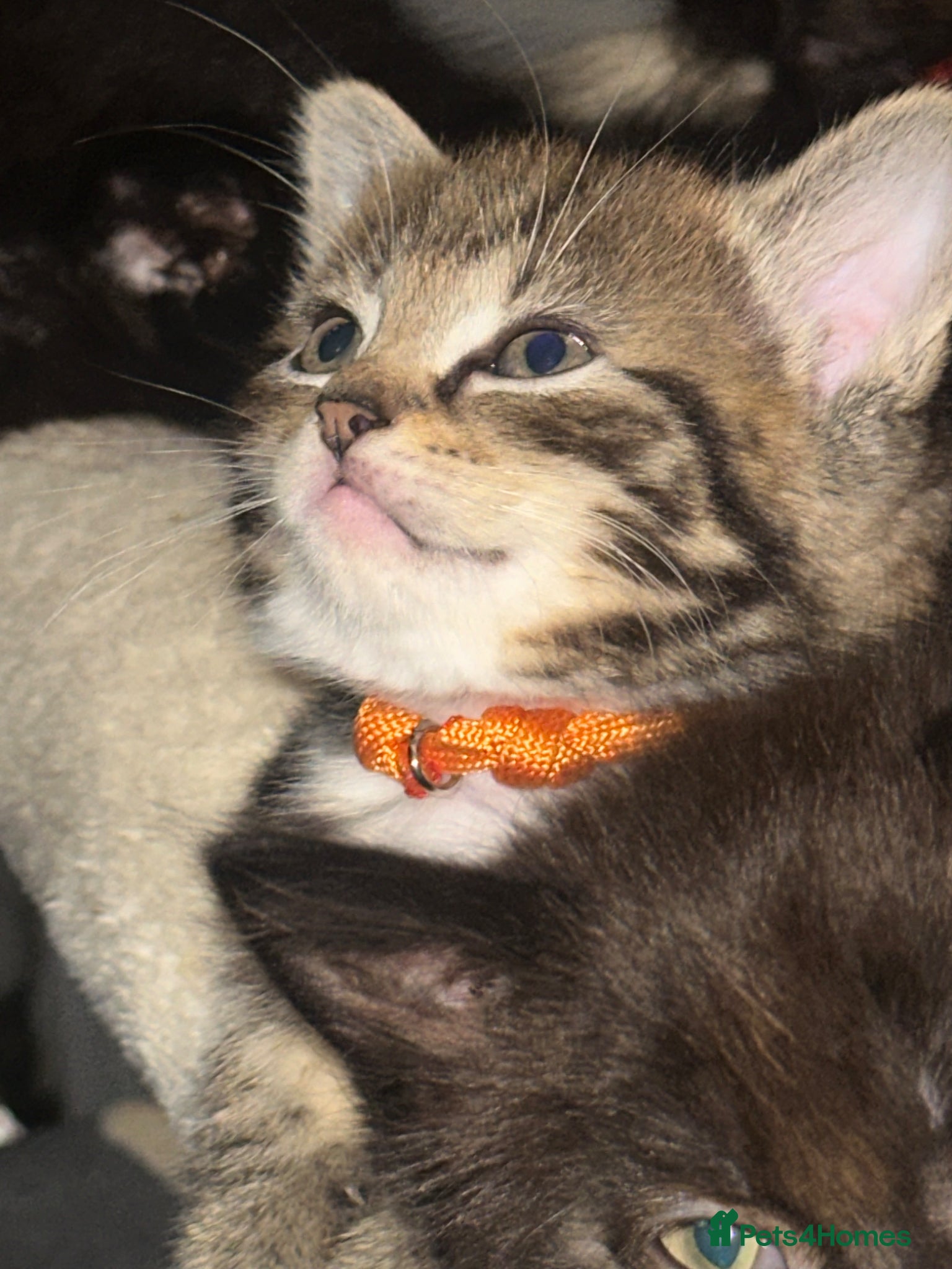 Mixed Breed cats Bengal cross ragdoll - Advert 1