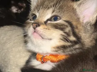 Mixed Breed cats Bengal cross ragdoll - Advert 1