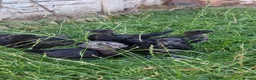 Chickens poultry for sale: Ayam Cemani Chicks – Hatched 12th June – Unsexed - Advert 10