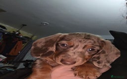 Miniature Dachshund dogs for sale: Miniature dachshund  - Image 5