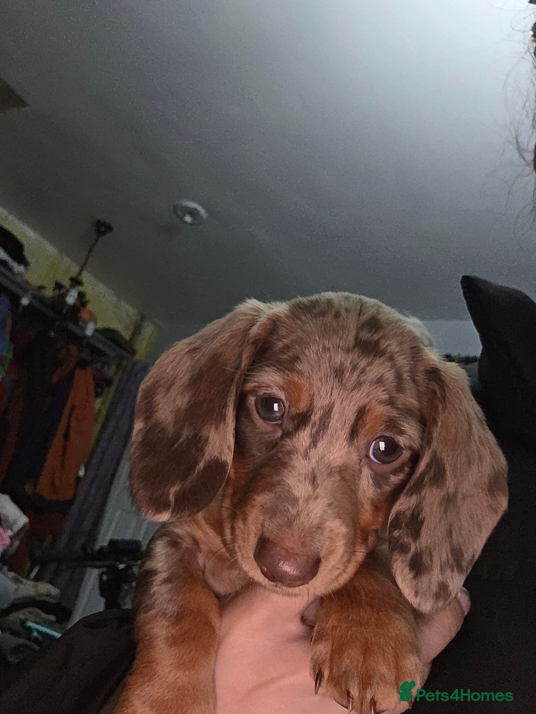 Miniature Dachshund dogs for sale: Miniature dachshund  - Image 5