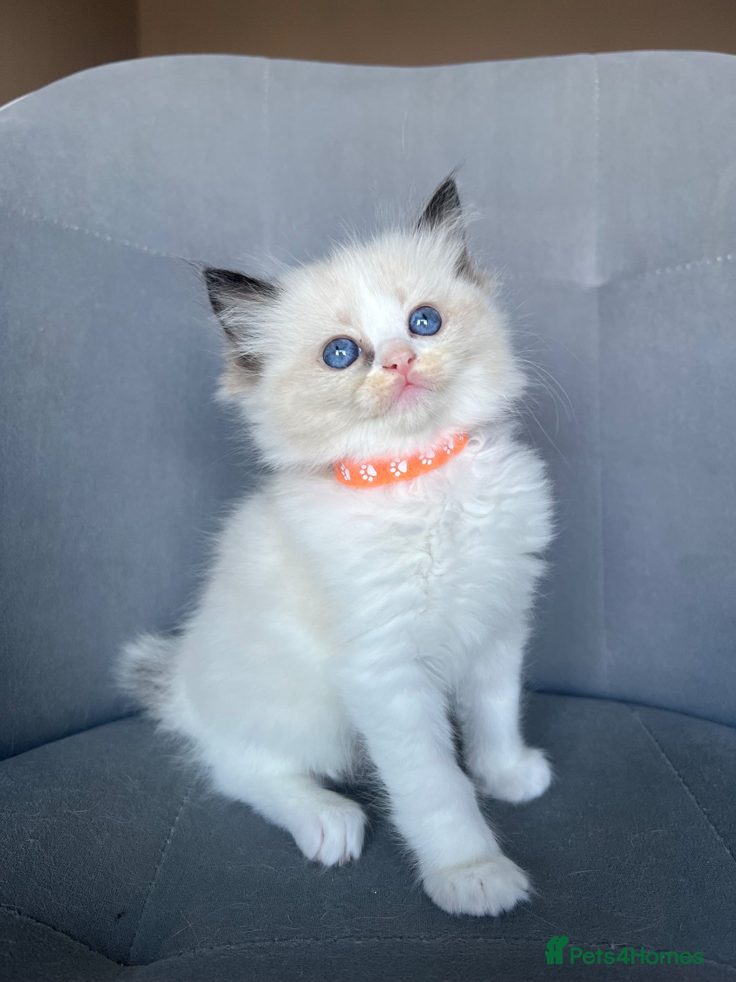Ragdoll cats Registered Ragdoll Kittens for sale - Advert 1