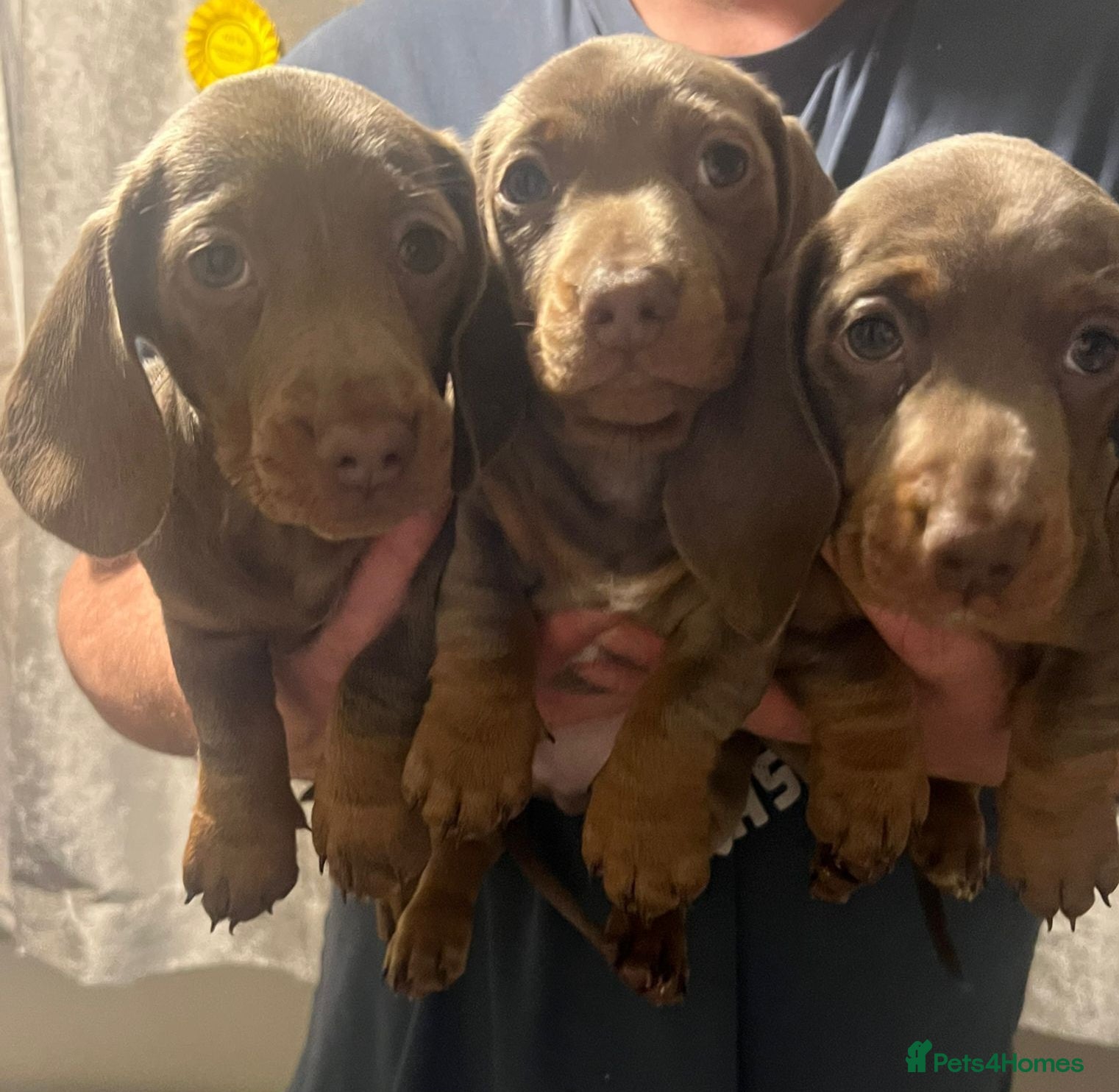 Miniature Dachshund dogs Ready to leave 5th February  - Advert 17