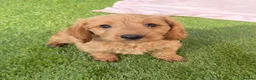 Cockapoo dogs for sale: Adorable litter of F1 Cockapoo puppies  - Advert 8