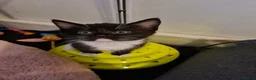 Mixed Breed cats for sale: Cute kittens🐈🐈‍⬛ - Advert 11