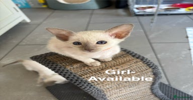Siamese cats - Advert 3