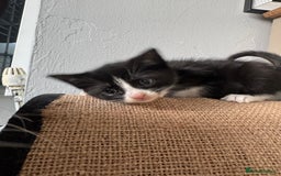 Mixed Breed cats for sale: Mixed kittens for sale - Image 29