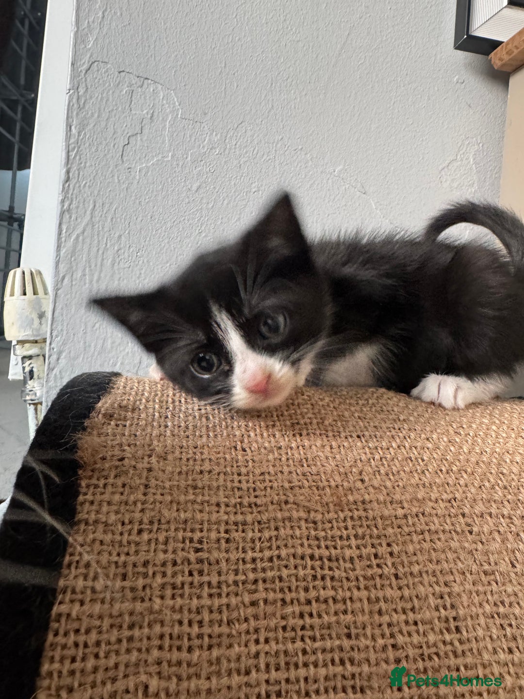 Mixed Breed cats for sale: Mixed kittens for sale - Image 29