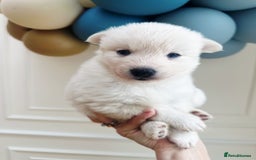 Pomsky dogs for sale: Blue-Eyed Pomskies Seeking Their Forever Homes 💫 - Image 6