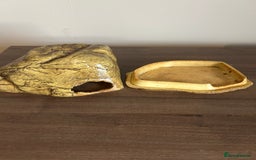 Leopard Gecko reptiles for sale: Male leopard gecko and all equipment  - Image 14