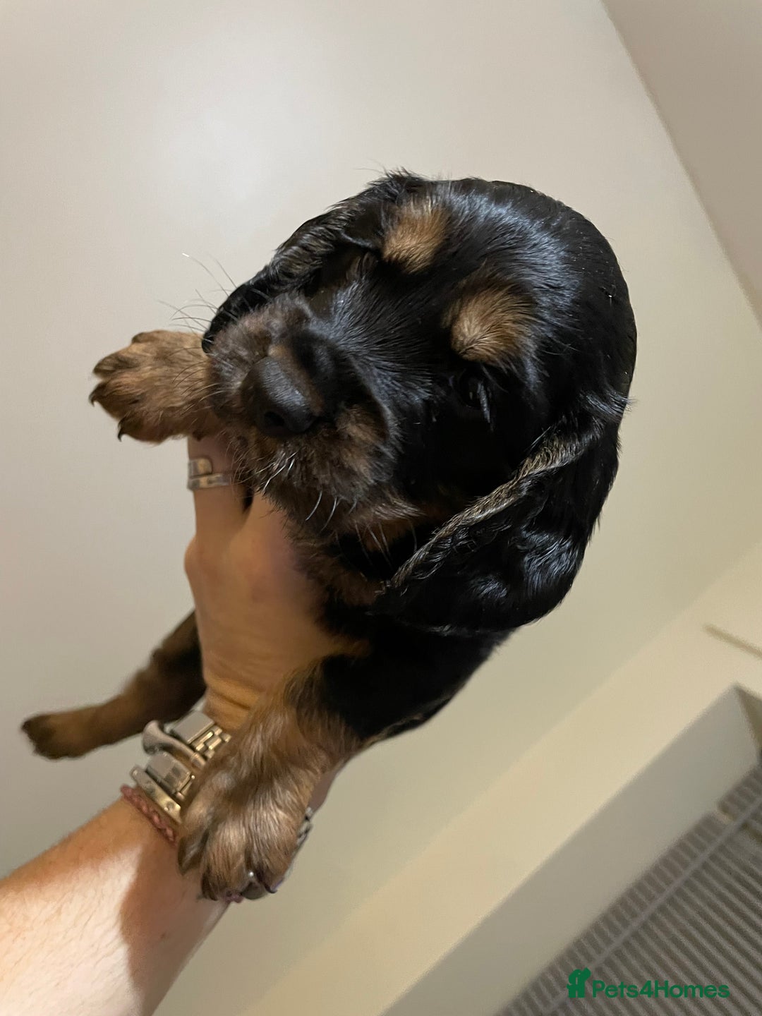 Cocker Spaniel dogs for sale: Beautiful kc registered working cocker spaniels - Advert 9