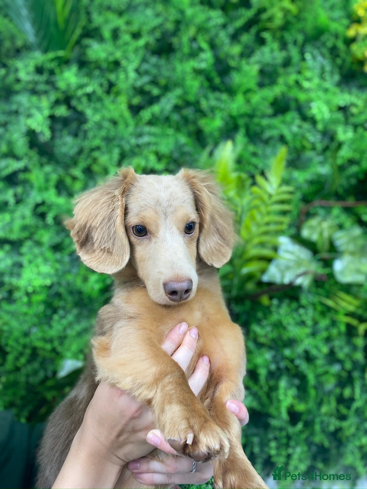 Miniature Dachshund dogs Adult long hair Isabella dapple tan - Advert 17