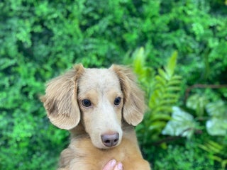 Miniature Dachshund dogs - Advert 6