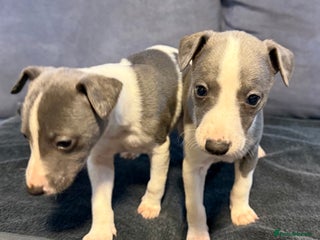 Whippet dogs 2 Stunning Whippet Boy's available - Advert 1