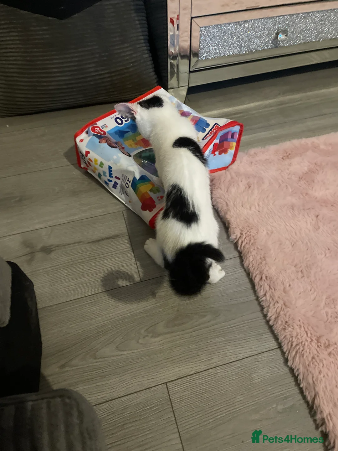 Mixed Breed cats for sale: kitten in Manchester - Advert 2